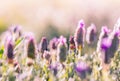 Violet flowers field background. Royalty Free Stock Photo