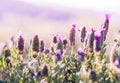 Violet flowers field background . Royalty Free Stock Photo