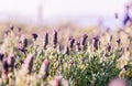 Violet flowers field background . Royalty Free Stock Photo