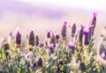 Violet flowers field background Royalty Free Stock Photo