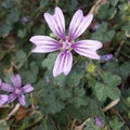 Violet flowers in the garden