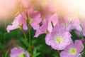 Violet flowers in a garden on a summer sunny day Royalty Free Stock Photo