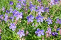 Violet flowers, Geranium pratense