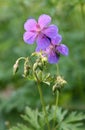 Violet flowers geranium pratense meadow cranesbill with drops of rain in sunlight Royalty Free Stock Photo