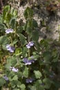 Glechoma hederacea in bloom Royalty Free Stock Photo