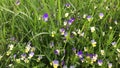 Violet flowers among the grass in the field