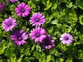 Violet flowers with Green leaves background Royalty Free Stock Photo