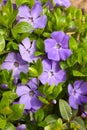 Violet flowers with green leaves (Vinca major)