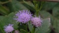 Violet flowers that grow from weeds on garden Royalty Free Stock Photo