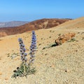 Violet flowers growing in the caldera of a El Teide volcano Royalty Free Stock Photo