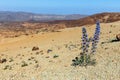 Violet flowers growing in the caldera of a El Teide volcano Royalty Free Stock Photo