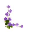 Violet flowers hepatica liverleaf or liverwort on a white background with space for text. Top view, flat lay