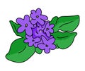 Violet flowers illustration on white background