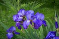 Violet flowers irises.