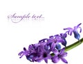 Violet flowers isolated