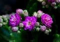 Violet flowers of Kalanchoe. Macro Royalty Free Stock Photo