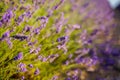 Violet flowers from a lavender field in french provence Royalty Free Stock Photo