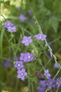 Legousia speculum veneris plant in bloom