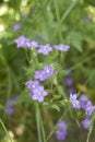 Legousia speculum veneris plant in bloom