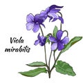 Violet flowers on a light background. Painted flowers Viola mirabilis. Viola odorata Royalty Free Stock Photo