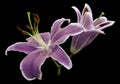 Violet flowers lily on black isolated background with clipping path no shadows. Closeup. Royalty Free Stock Photo