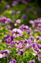 violet flowers Royalty Free Stock Photo