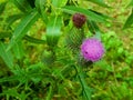 Violet flowers meadow thistles thorns