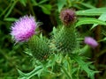 Violet flowers meadow thistles thorns