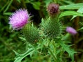 Violet flowers meadow thistles thorns