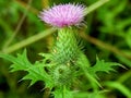 Violet flowers meadow thistles thorns