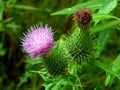 Violet flowers meadow thistles thorns