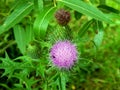 Violet flowers meadow thistles thorns