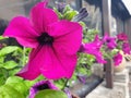Violet flowers of Mirabilis jalapa marvel of peru grow in a pot by the restaurant window.