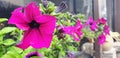 Violet flowers of Mirabilis jalapa marvel of peru grow in a pot by the restaurant window.