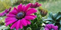 Violet flowers of Osteospermum ecklonis,pink Dimorphotheca,or African Cape Daisy Royalty Free Stock Photo