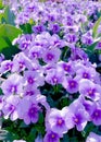 Violet flowers, pansies, viola cornuta, floral background.