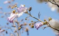 Violet flowers of paulownia tomentosa