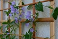 Violet flowers of the peach-leaved bellflower on the background of wooden trellis. Campanula persicifolia. Royalty Free Stock Photo