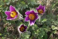 Violet flowers of a plant called PulsatÃÂ­lla patens, which has another name Sleep-grass or Dream-grass