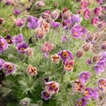 Violet flowers ,pulsatilla, this is one of the earliest spring flowers, top view. Royalty Free Stock Photo