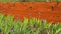 Violet flowers and reddish ploughed land with vines