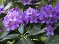 Violet flowers of rhododendron bloom in the spring, closeup with selective focus