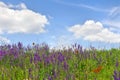 Violet flowers salvia ( sage ) with orange butterflies in sun light on meadow in summer Royalty Free Stock Photo