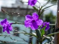 Violet flowers on the sidewalk