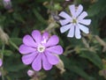 Silene colorata flower close up
