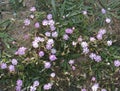 Silene colorata flower close up