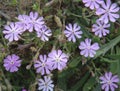 Silene colorata flower close up