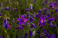 violet flowers in the field Royalty Free Stock Photo