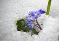 Violet flowers in the spring under the snow. Snowdrops in spring
