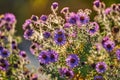 Violet flowers of Symphyotrichum novi-belgii bloom in the garden in the sunset light Royalty Free Stock Photo